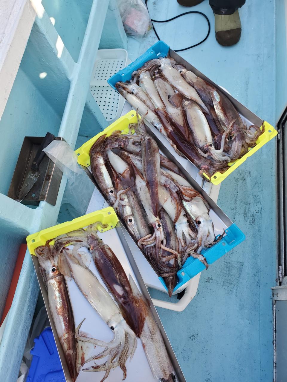 本日の釣果 スルメイカ ヤリイカ 泰誠丸